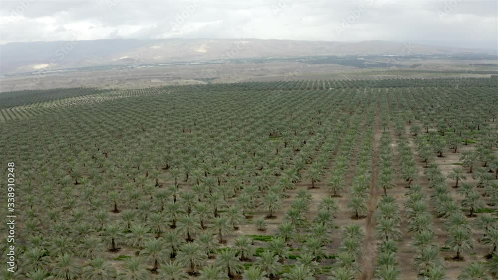 Palm Date groves, Southern Jordan Valley, Winter,Aerial Drone view- Israel Palm Date groves, Southern Jordan Valley, Winter,Aerial Drone view- Israel