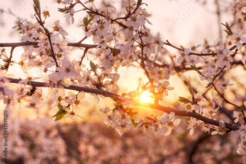 cherry flowers at sunrise © panaramka