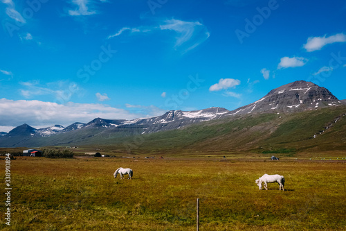 two white Icelandic horses graze on a green field against the background of mountains in Iceland on a sunny day