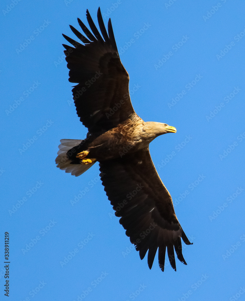 Obraz premium eagle in flight