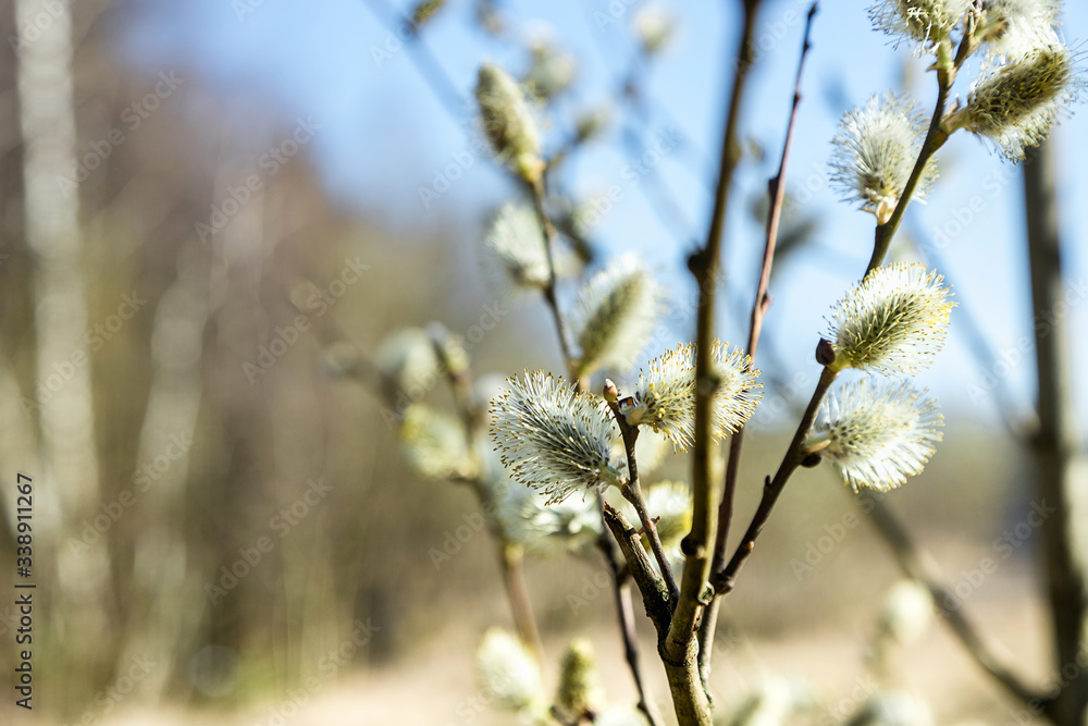 Willow blooms with the arrival of spring. Buds bloom on trees. The warm rays of the spring sun. Willow blooms with the arrival of spring. Buds bloom on trees. The warm rays of the spring sun.