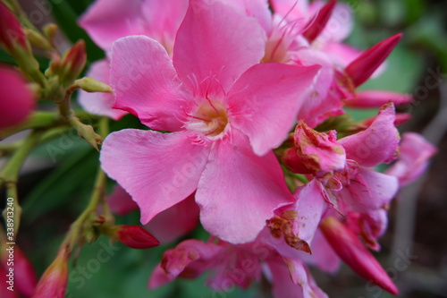 Indian pink color beautiful arali flower 