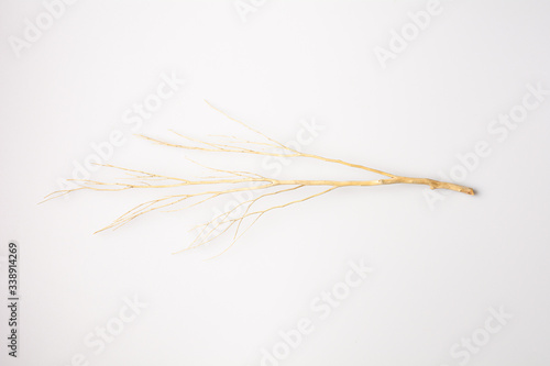 Bare tree branches on a white background.