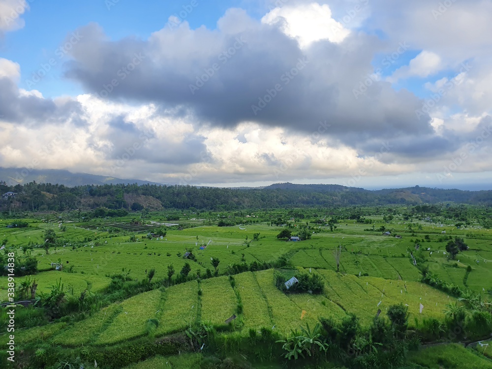 Fototapeta premium Bali island nature