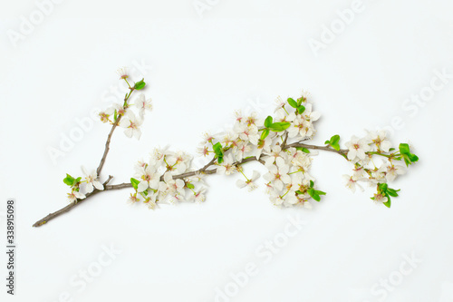 blossoming fruit branch on isolated on white, spring flowers as graphic resources for designers