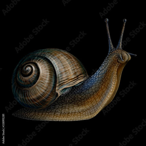 Snail. Realistic, color, artistic portrait of a grape snail on a black background.