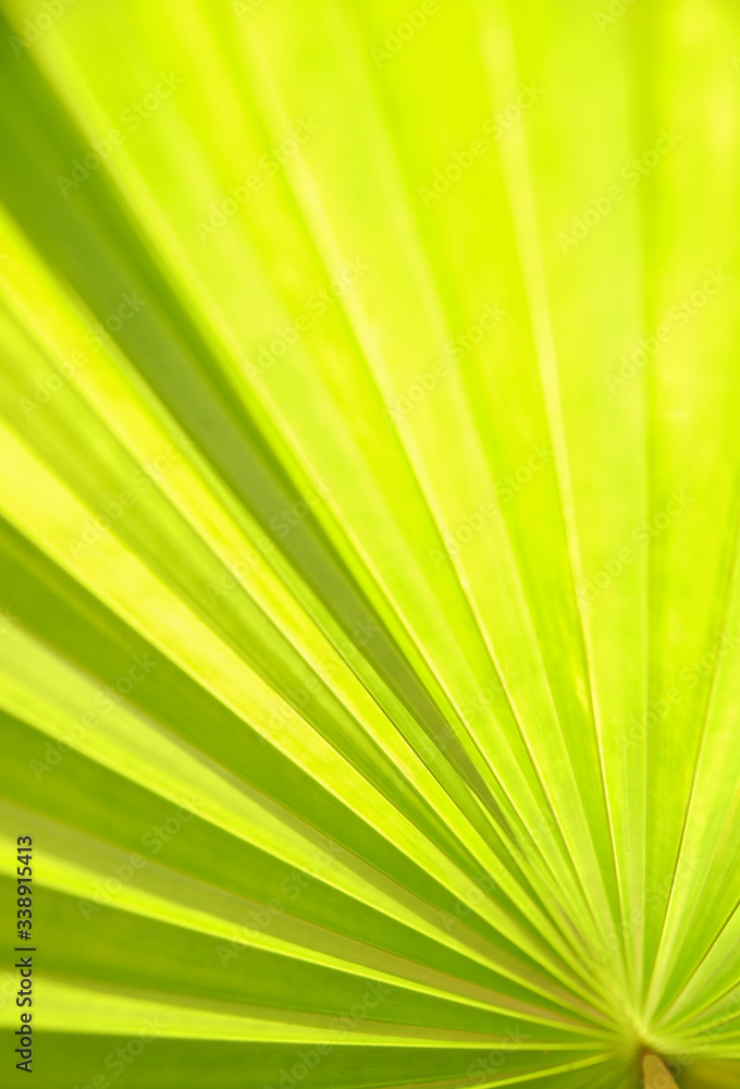 natural texture, palm leaf, green textured background natural texture, palm leaf, green textured background