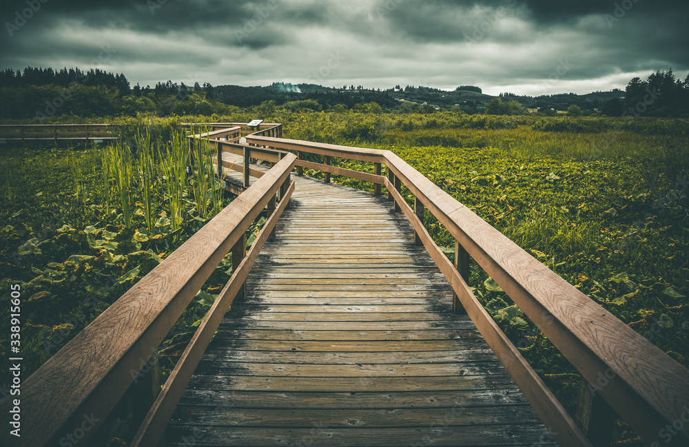 Gloomy and mysterious boardwalk trail path through lush swampy marsh