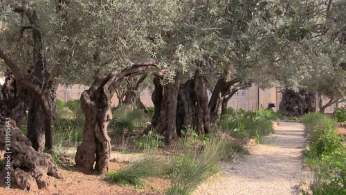 very old olive trees in the Garden of Gethsemane in Jerusalem