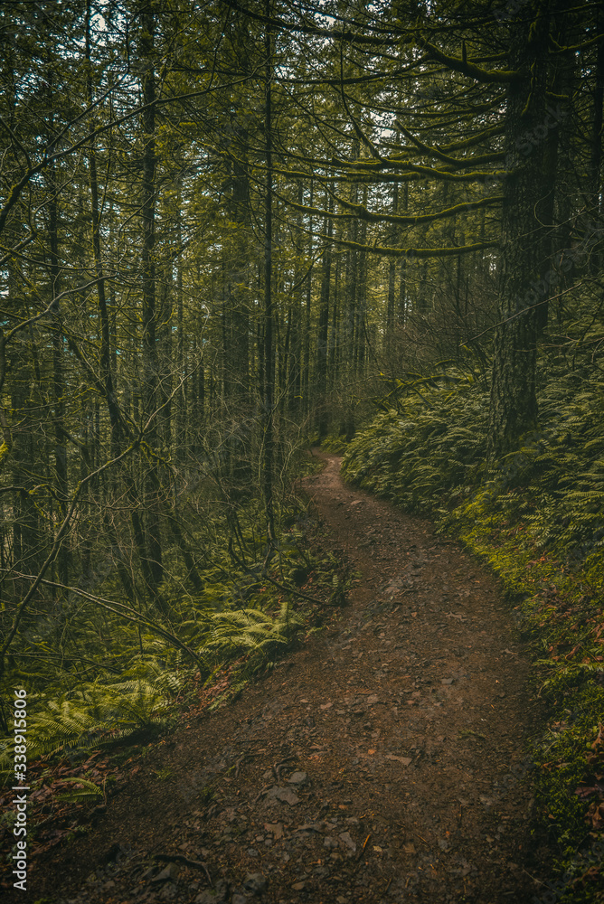 Winding forest trail path through dark lush Oregon forest Winding forest trail path through dark lush Oregon forest