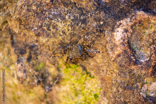 The crab camouflages on a rock in the sea