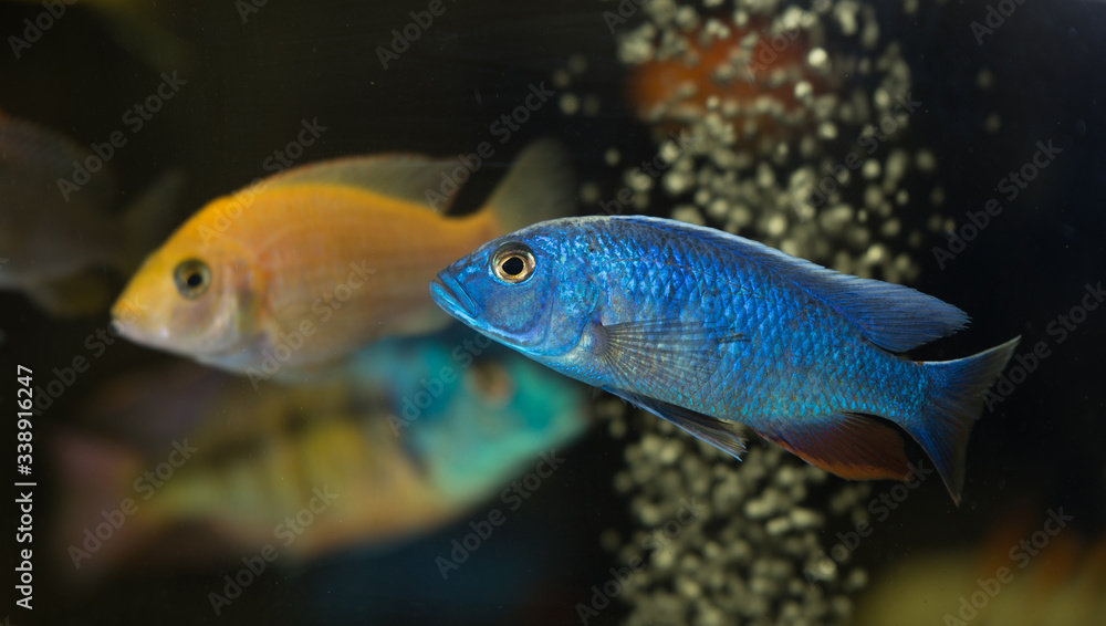 African cichlid electric blue African cichlid electric blue
