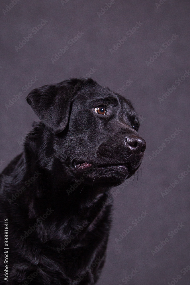 Portrait of a cute labrador in the studio. Portrait of a cute labrador in the studio.