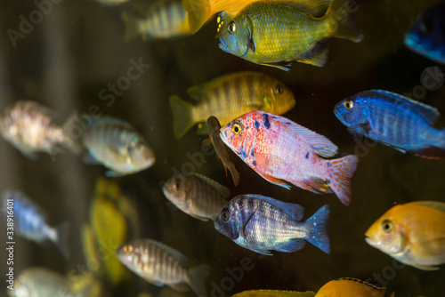 Colorful fishes in aquarium photo