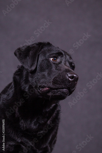 Portrait of a cute labrador in the studio. © Foto_Sasha