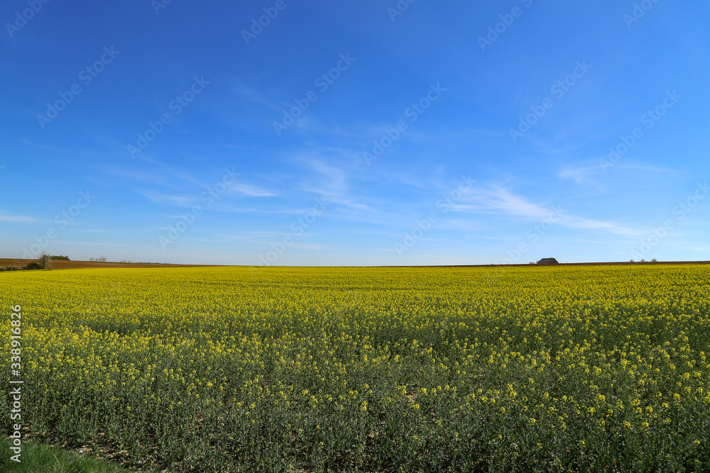 Raps Field. Cultivated colorful raps field in Germany. Raps Field. Cultivated colorful raps field in Germany.