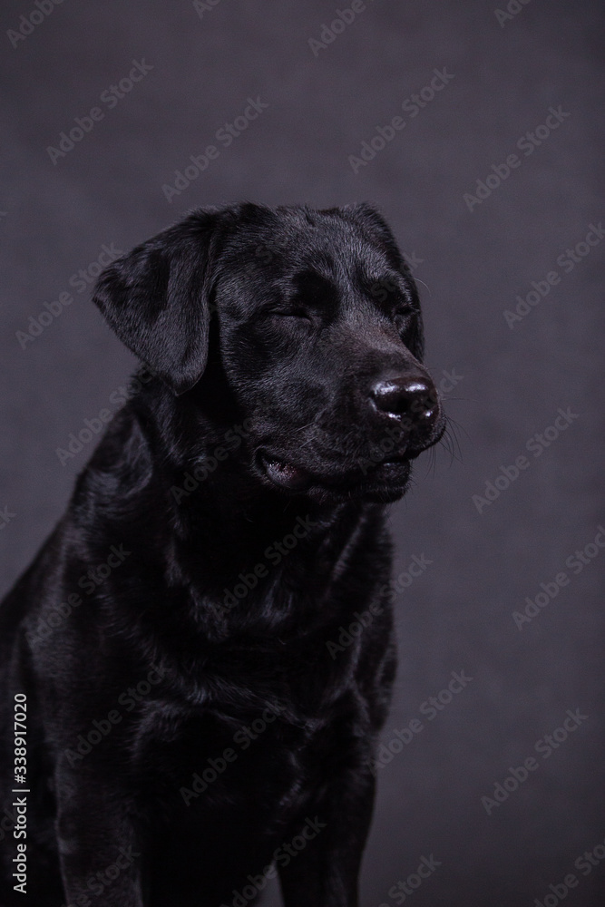 Portrait of a cute labrador in the studio.