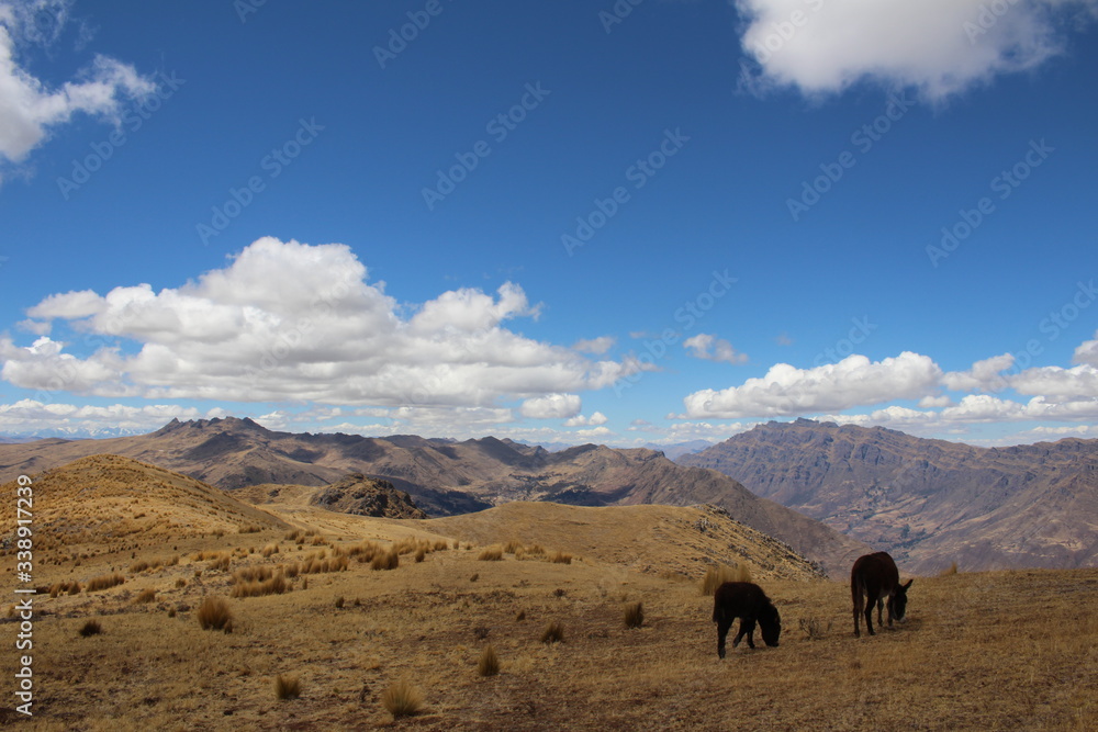 Donkeys on an Andes mountaintop 