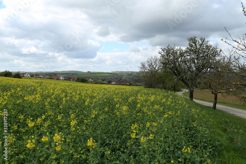 Raps Field. Cultivated colorful raps field in Germany.