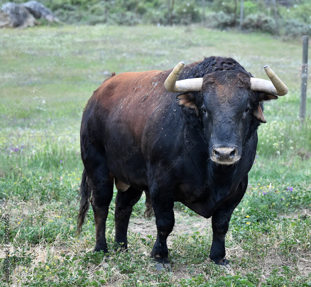 horns of strong bull