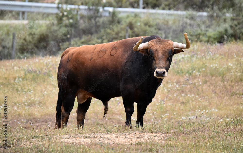 un fuerte toro español