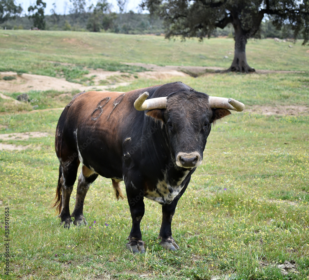 toro bravo español en el campo toro bravo español en el campo