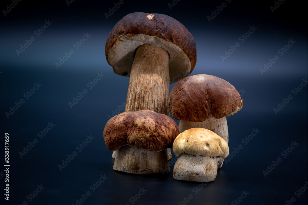 Boletus edulis isolated on background close up food health Boletus edulis isolated on background close up food health
