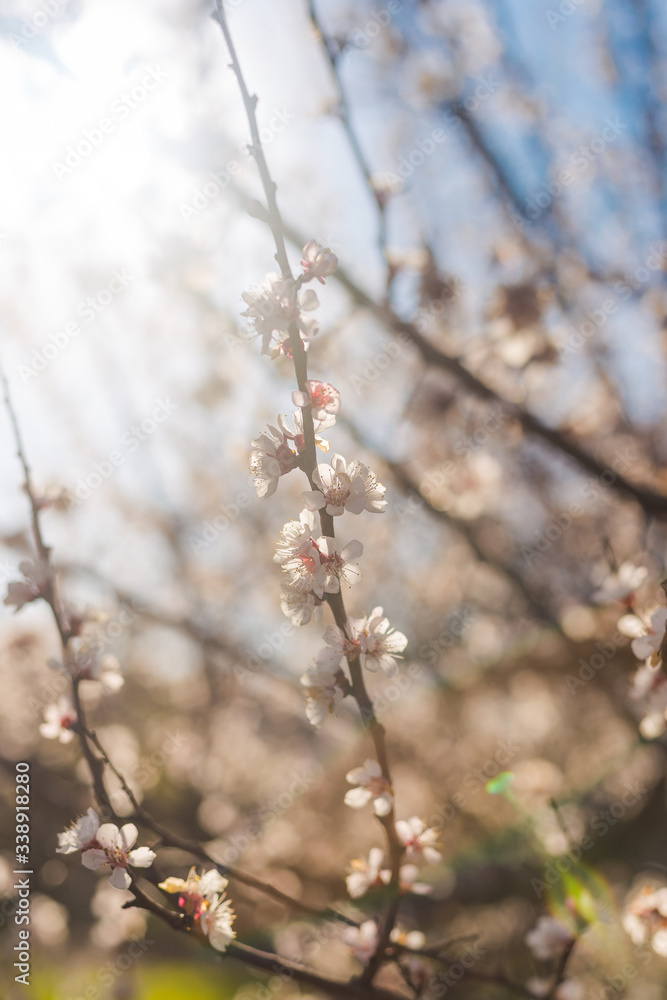 Beautiful flowering apricot tree in spring
