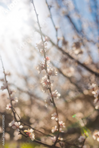 Beautiful flowering apricot tree in spring © bearok