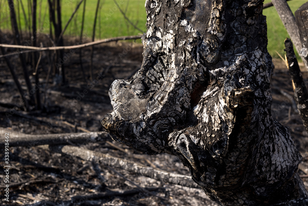Obraz premium Scorched territory in the foreground and a green field in the background.