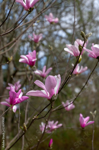 Tulip Magnolia Tree In Flower With Fragrant Pink Blossoms