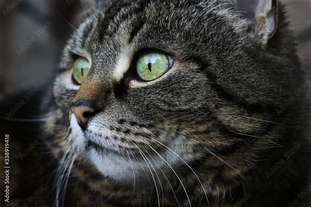 Das Gesicht einer hübschen braun-schwarzen weiblichen Katze mit grünen Augen