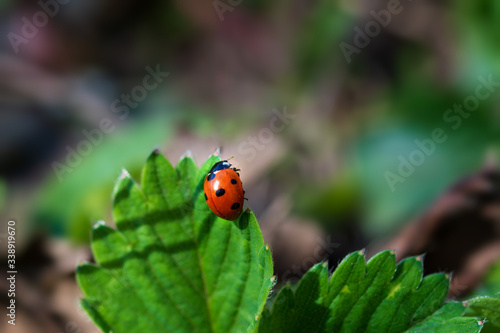 Ladybird in the park on the grass in the early morning. Close-up. Macro photography.