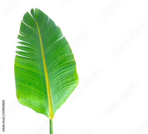 Green leave isolated on white. Empty spave for writing a text. 