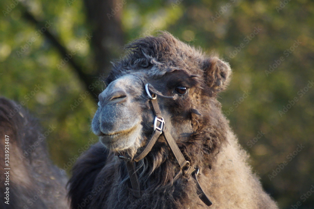 Obraz premium Kamel
