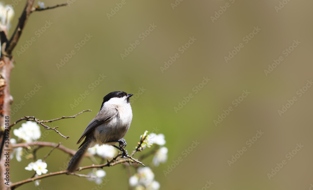 Obraz premium A small willow tit on the branches of a flowering tree, on a blurry background of uncertain color