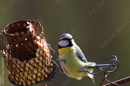 The blue tit has its claws on the feeder, and its tail is leaning on the wire fence..