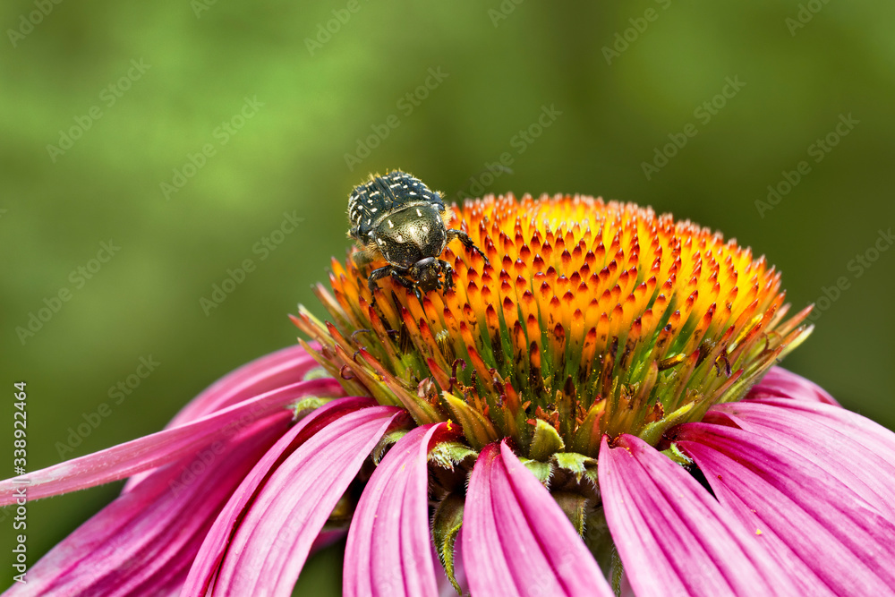 Beetle of the white spotted rose beetle (Oxythyrea funesta) on an