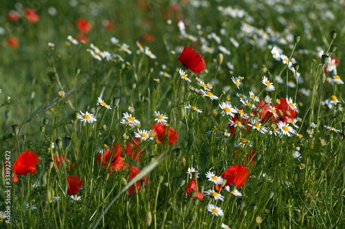 Rote Mohnblume auf einer Frühlingswiese mit einem Wiesenkaninchen