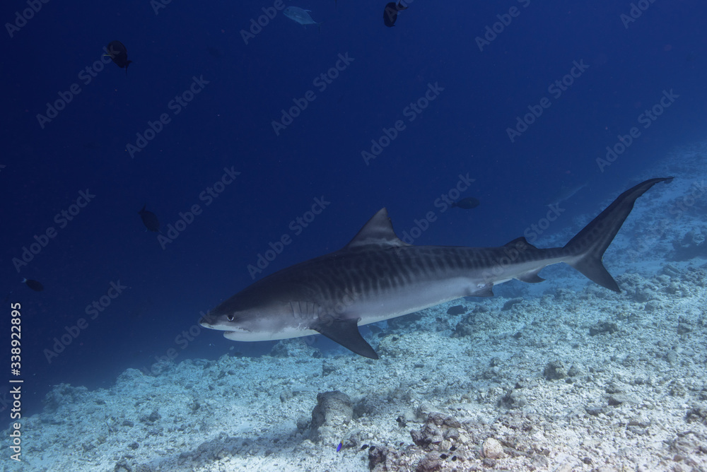 Obraz premium Tiger shark at tiger zoo in South Maldives
