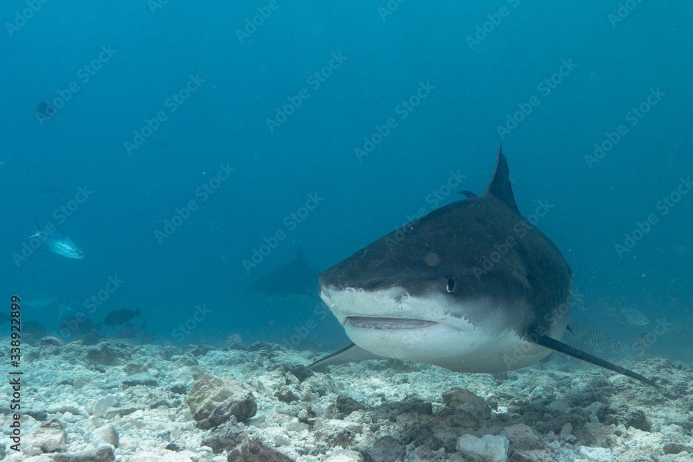 Fototapeta premium Tiger zoo in South Maldives
