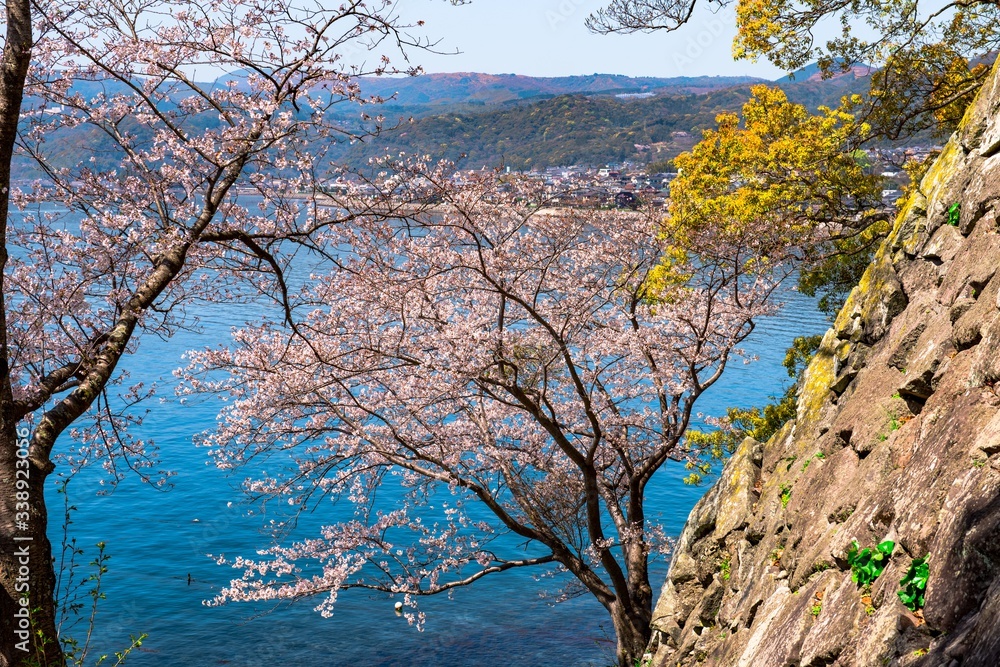 日出のサクラ 日出のサクラ