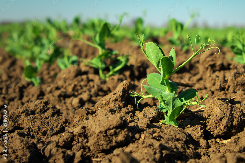 In the soil green pea sprout shoots. Green shoots in the garden. Vegetable pea in the field. Flowering legumes. Cultivation In the soil green pea sprout shoots. Green shoots in the garden. Vegetable pea in the field. Flowering legumes. Cultivation