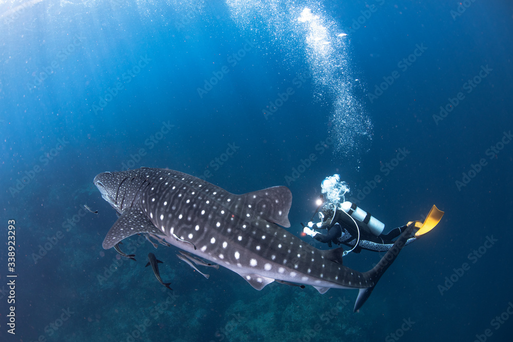 Fototapeta premium Once upon a time, scuba with whale shark. 