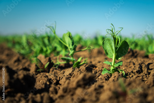 In the soil green pea sprout shoots. Green shoots in the garden. Vegetable pea in the field. Flowering legumes. Cultivation