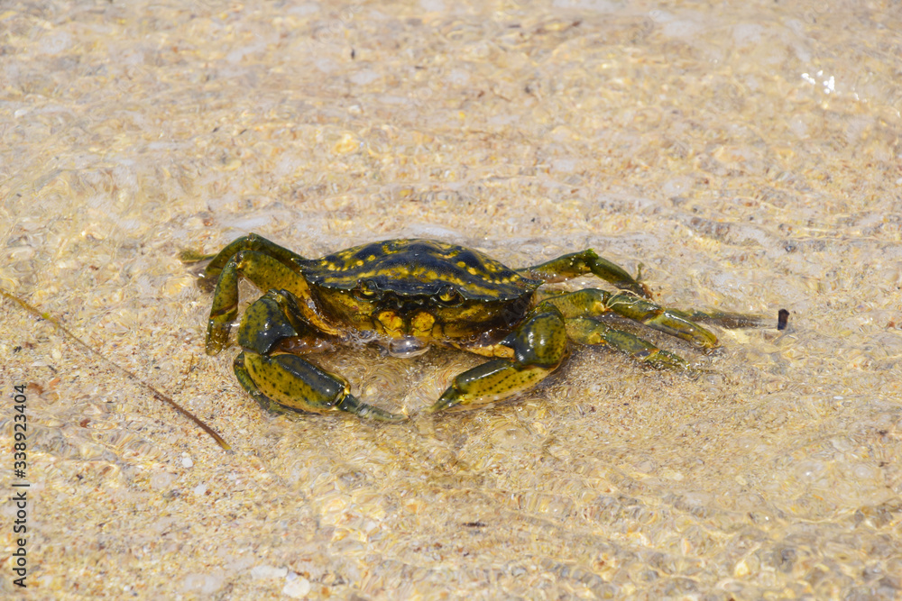 The crab crawled out in shallow water. Yellow sand. Not strong waves. The crab crawled out in shallow water. Yellow sand. Not strong waves.