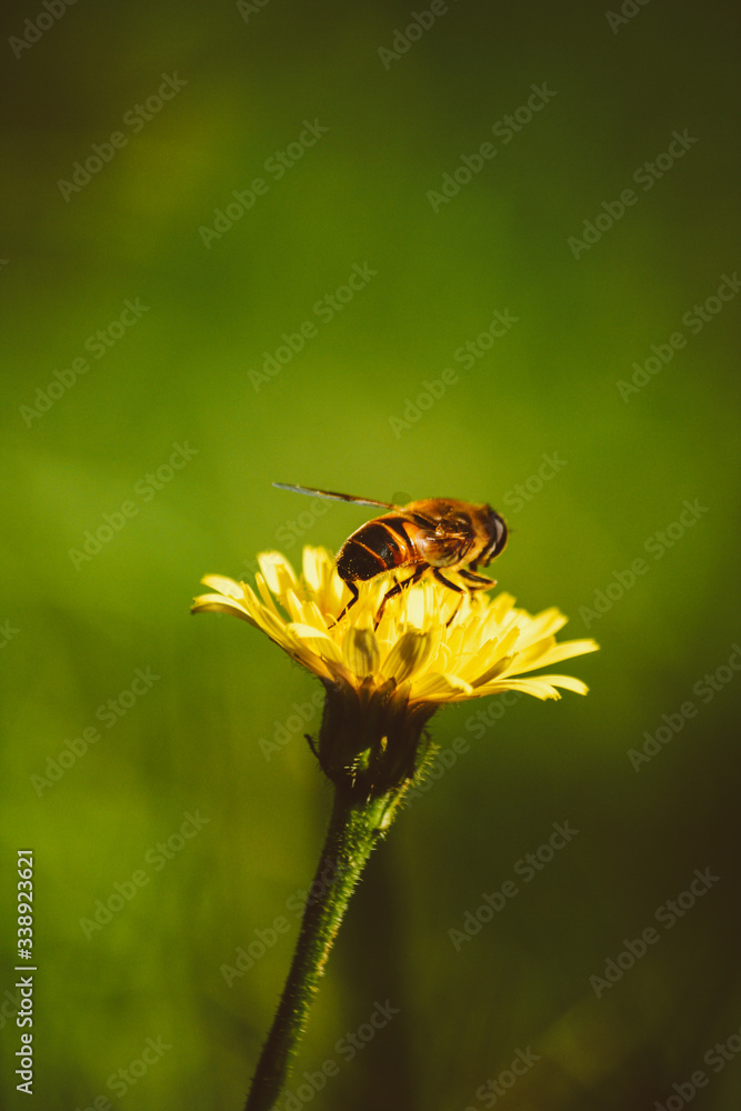 bee on yellow dandelion flower bee on yellow dandelion flower