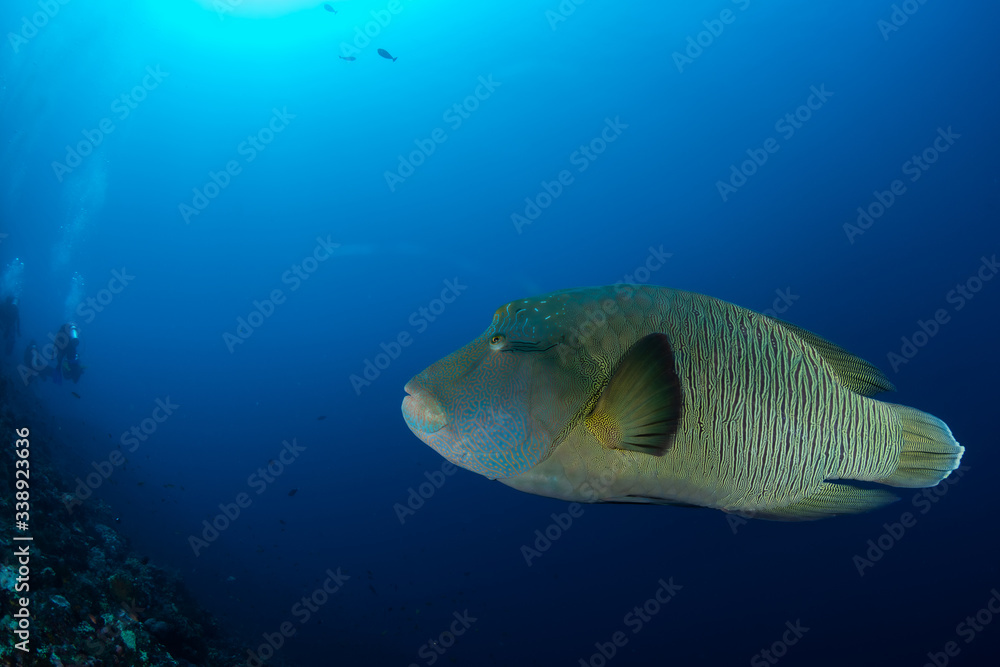 Napoleonfish or Humphead wrasse, Cheilinus undulatus feeding on healthy coral reef and clear water. Napoleonfish or Humphead wrasse, Cheilinus undulatus feeding on healthy coral reef and clear water.