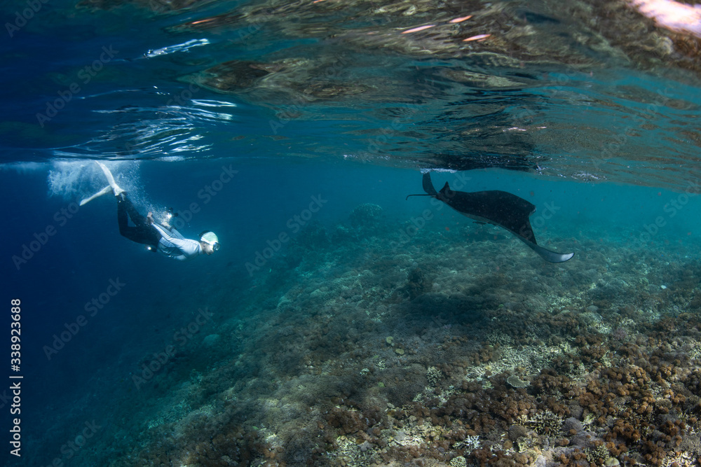Fototapeta premium Male free diver and manta ray, Manta Birostris, hovering underwater in blue ocean. Watching undersea world during adventure snorkeling tour on Komodo islands.