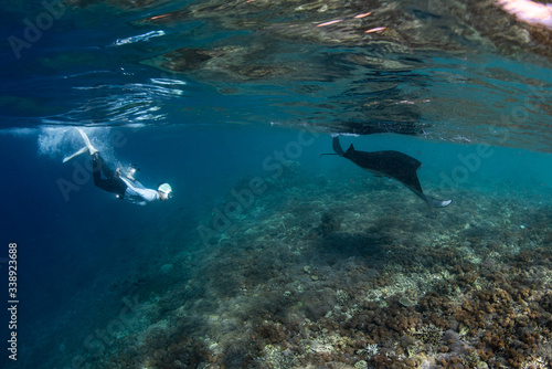 Male free diver and manta ray, Manta Birostris, hovering underwater in blue ocean. Watching undersea world during adventure snorkeling tour on Komodo islands.